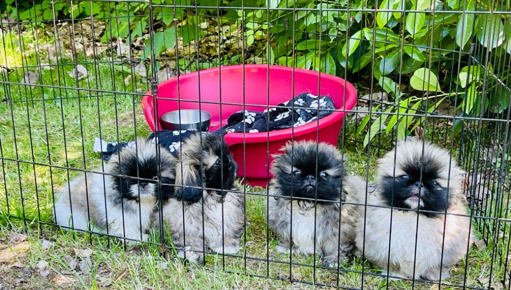 chiot Pekinois de la Bio Belle Epoque